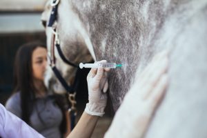 Equine Herd Health